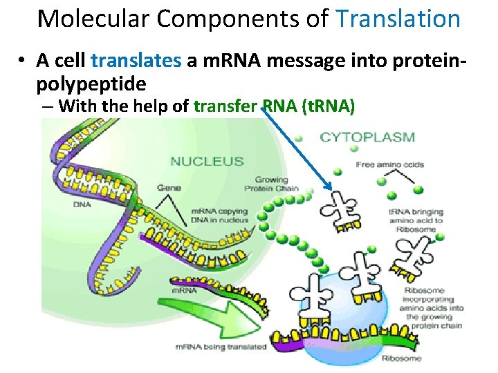 Molecular Components of Translation • A cell translates a m. RNA message into proteinpolypeptide