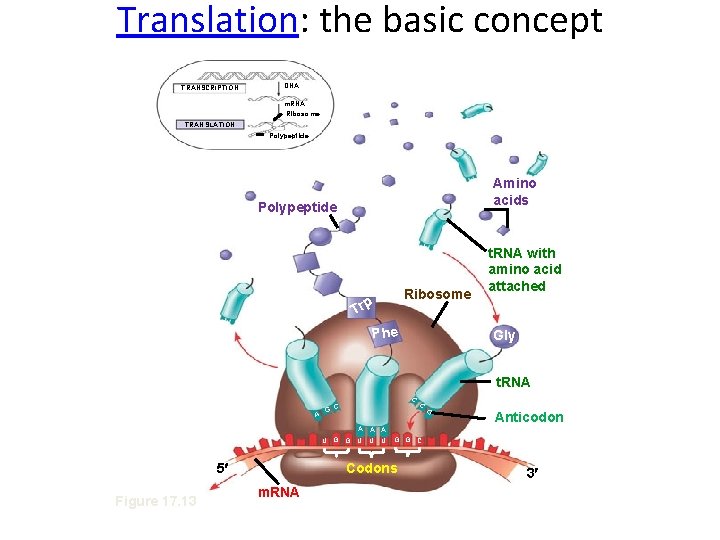 Translation: the basic concept TRANSCRIPTION DNA m. RNA Ribosome TRANSLATION Polypeptide Amino acids Polypeptide