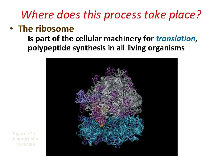 Where does this process take place? • The ribosome – Is part of the