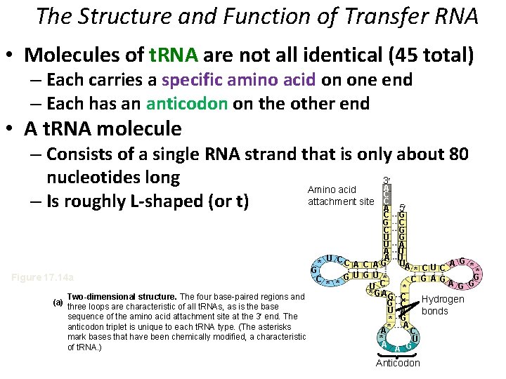 The Structure and Function of Transfer RNA • Molecules of t. RNA are not
