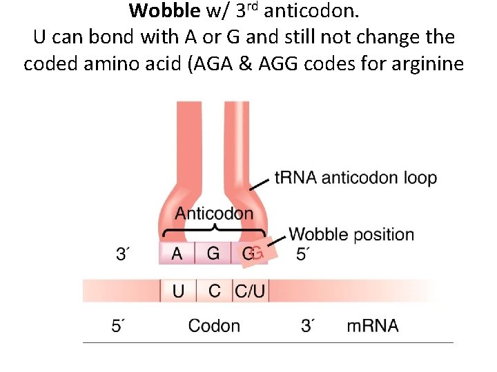 Wobble w/ 3 rd anticodon. U can bond with A or G and still
