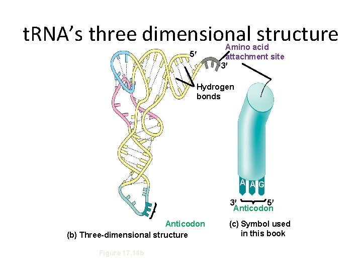 t. RNA’s three dimensional structure 5 Amino acid attachment site 3 Hydrogen bonds A