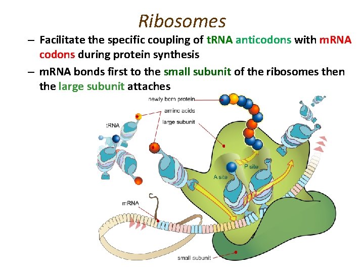 Ribosomes – Facilitate the specific coupling of t. RNA anticodons with m. RNA codons