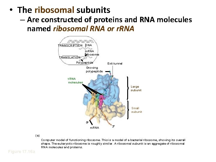  • The ribosomal subunits – Are constructed of proteins and RNA molecules named