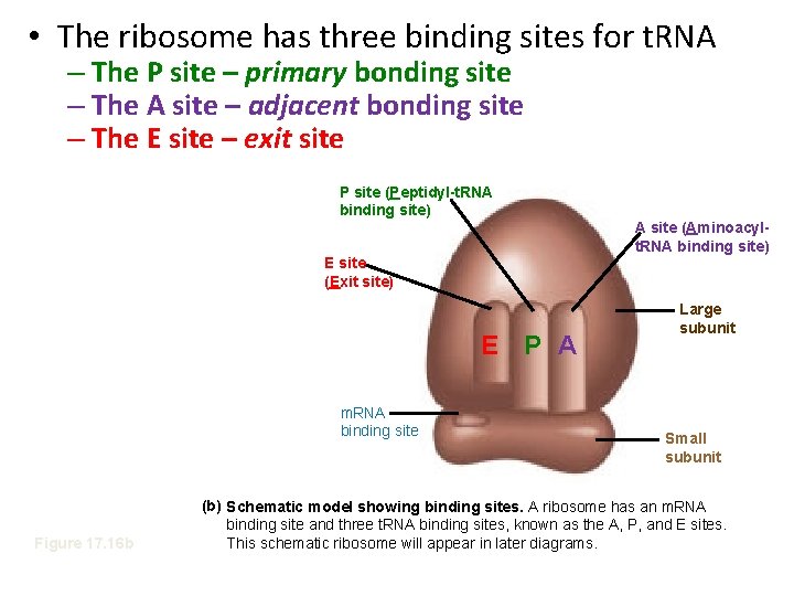  • The ribosome has three binding sites for t. RNA – The P