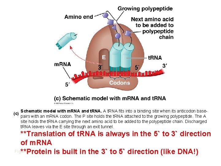 3` (c) 5` Schematic model with m. RNA and t. RNA. A t. RNA