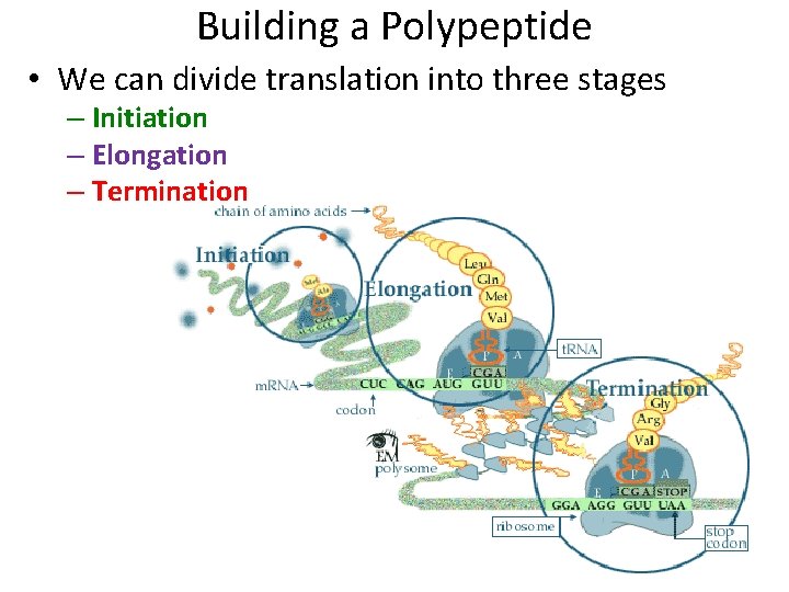 Building a Polypeptide • We can divide translation into three stages – Initiation –