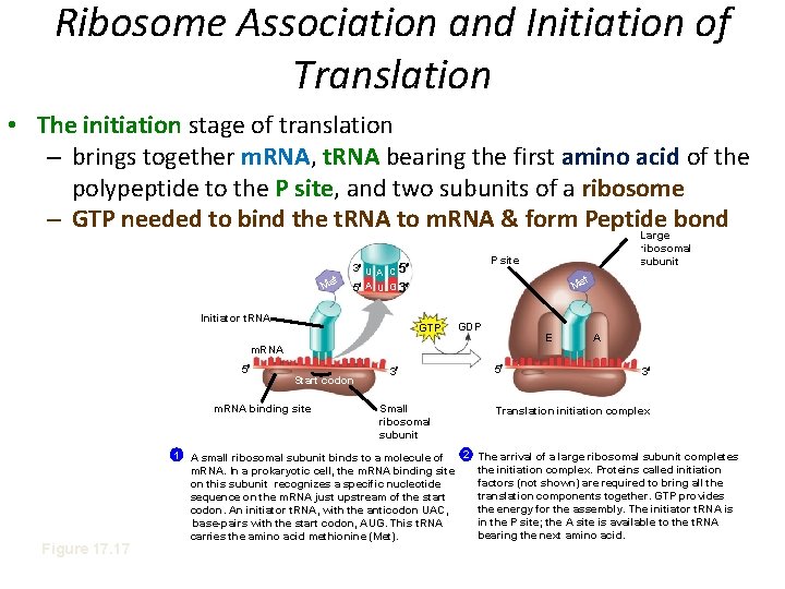 Ribosome Association and Initiation of Translation • The initiation stage of translation – brings