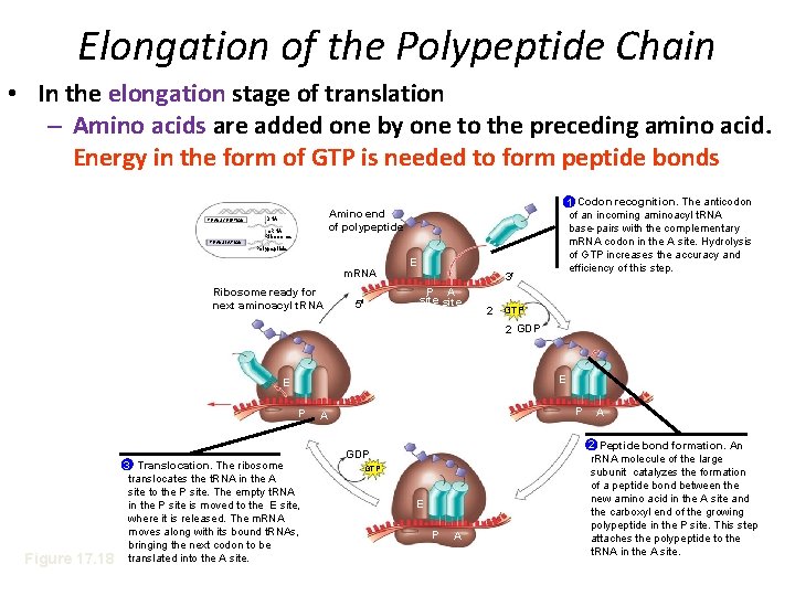 Elongation of the Polypeptide Chain • In the elongation stage of translation – Amino