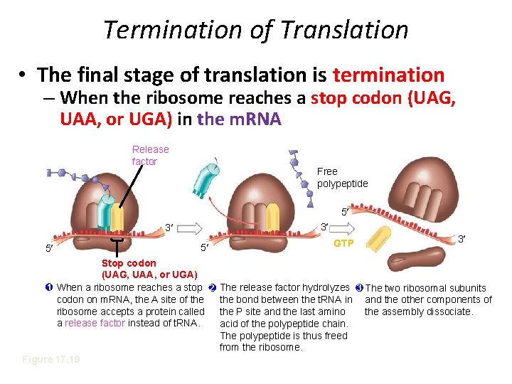 Termination of Translation • The final stage of translation is termination – When the