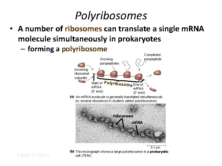 Polyribosomes • A number of ribosomes can translate a single m. RNA molecule simultaneously