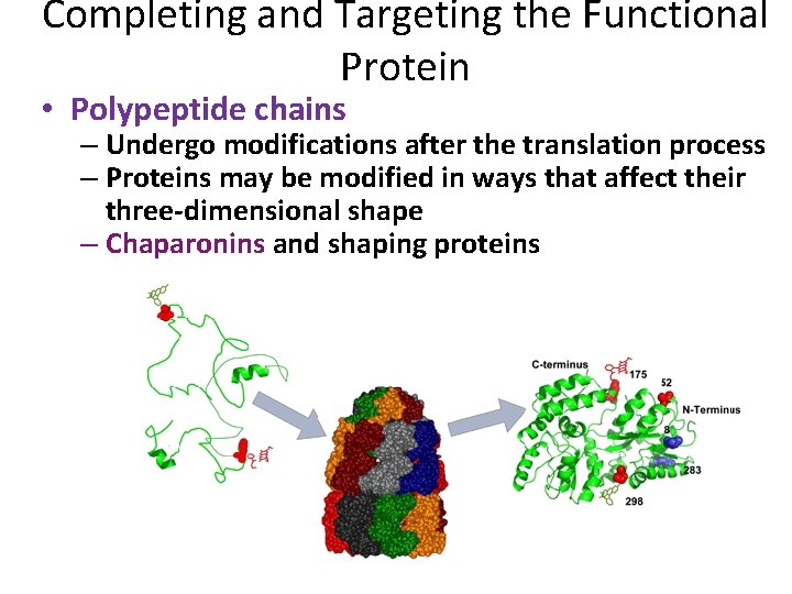 Completing and Targeting the Functional Protein • Polypeptide chains – Undergo modifications after the