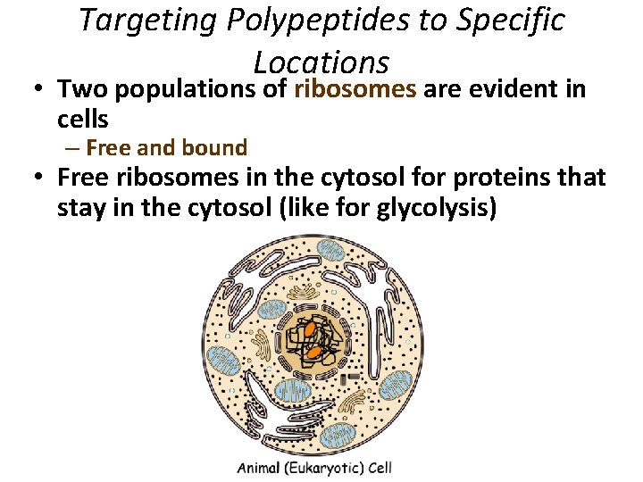 Targeting Polypeptides to Specific Locations • Two populations of ribosomes are evident in cells