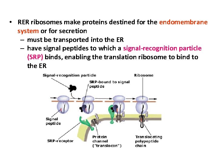  • RER ribosomes make proteins destined for the endomembrane system or for secretion