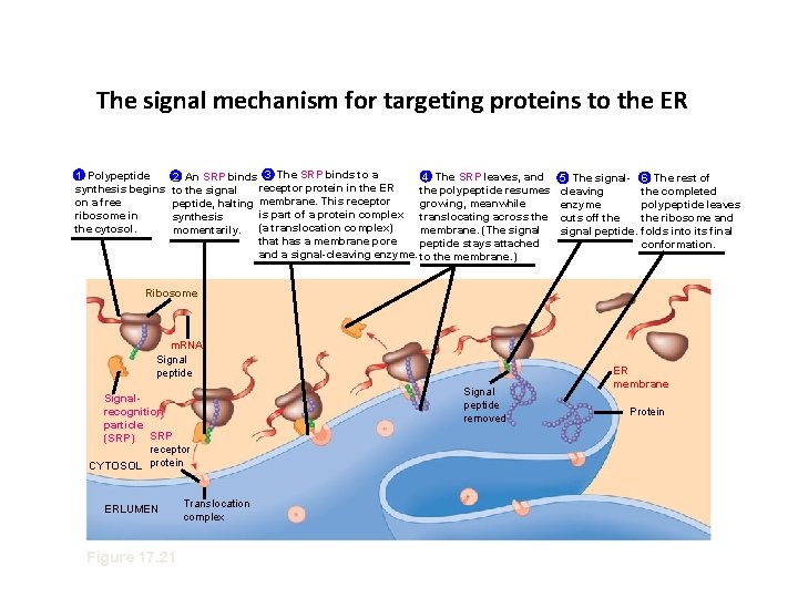 The signal mechanism for targeting proteins to the ER 1 Polypeptide synthesis begins on