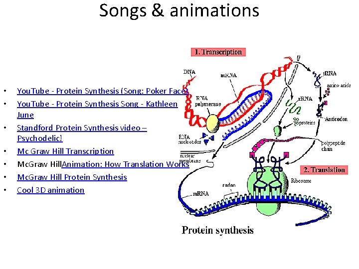 Songs & animations • • You. Tube - Protein Synthesis (Song: Poker Face) You.