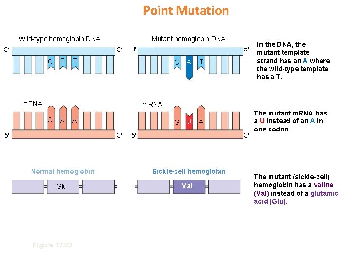 Point Mutation Wild-type hemoglobin DNA 3 Mutant hemoglobin DNA 5 C T 3 5