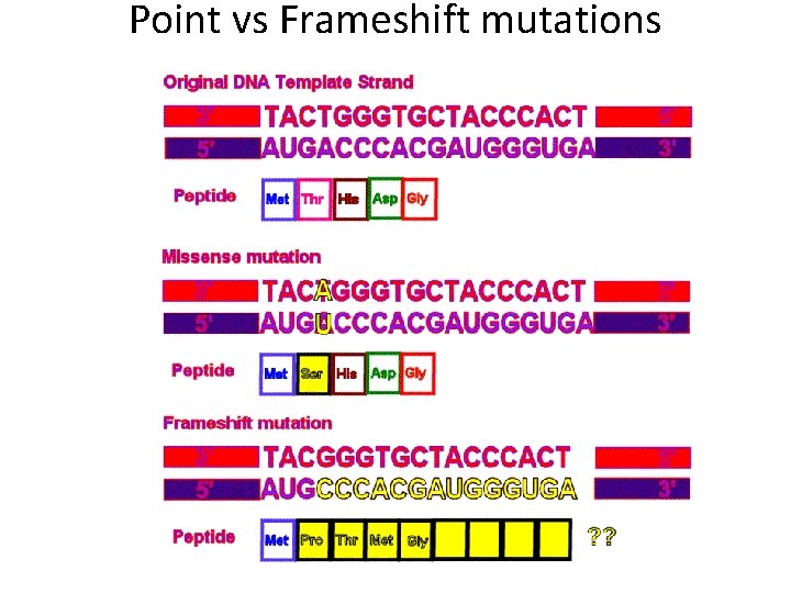 Point vs Frameshift mutations 