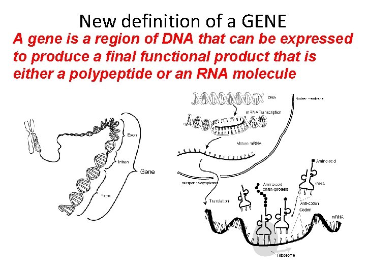 New definition of a GENE A gene is a region of DNA that can