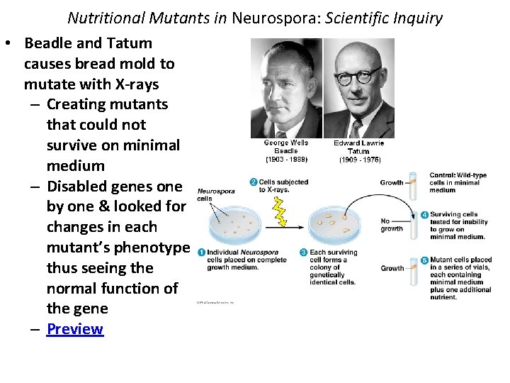 Nutritional Mutants in Neurospora: Scientific Inquiry • Beadle and Tatum causes bread mold to