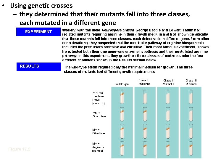  • Using genetic crosses – they determined that their mutants fell into three