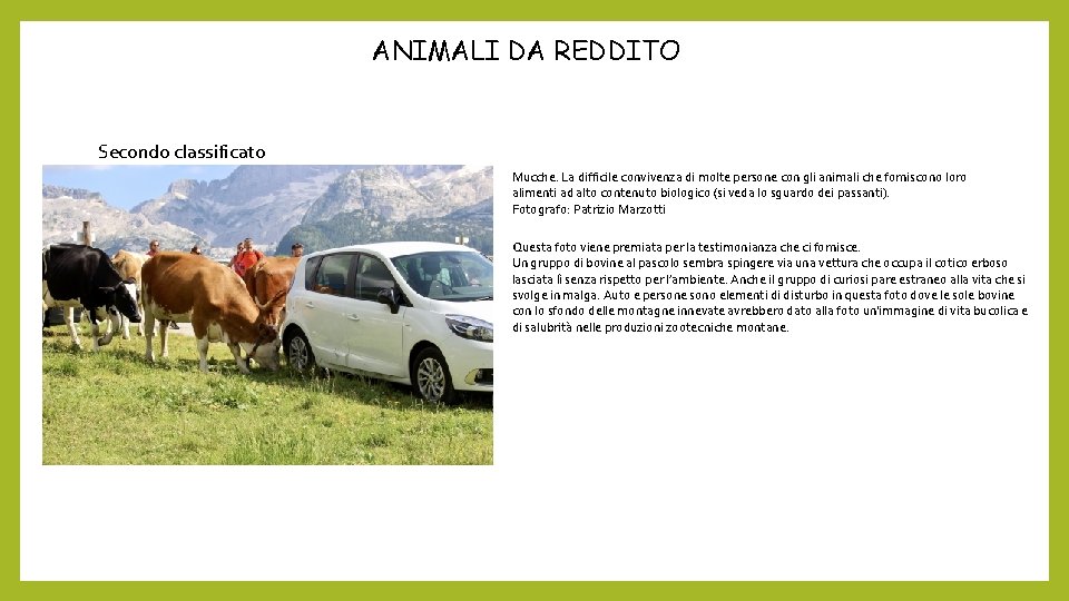 ANIMALI DA REDDITO Secondo classificato Mucche. La difficile convivenza di molte persone con gli