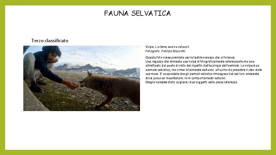FAUNA SELVATICA Terzo classificato Volpe. La fame non ha ostacoli Fotografo: Patrizio Marzotti Questa