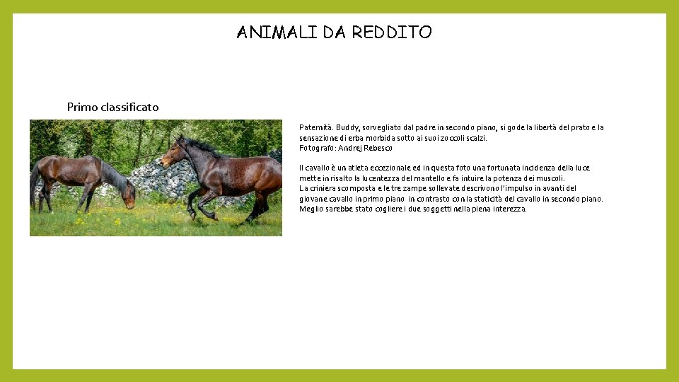 ANIMALI DA REDDITO Primo classificato Paternità. Buddy, sorvegliato dal padre in secondo piano, si