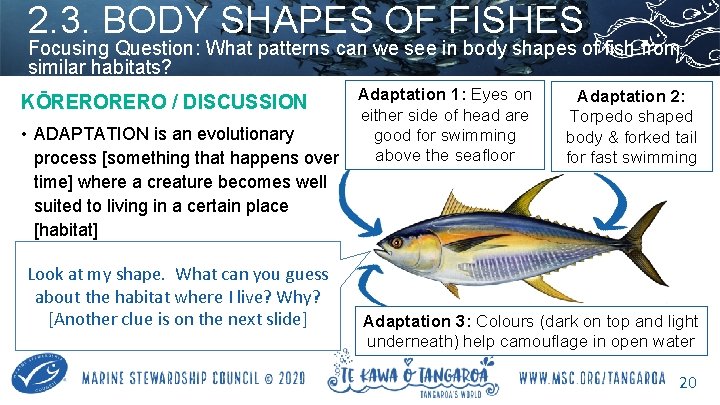 2. 3. BODY SHAPES OF FISHES Focusing Question: What patterns can we see in