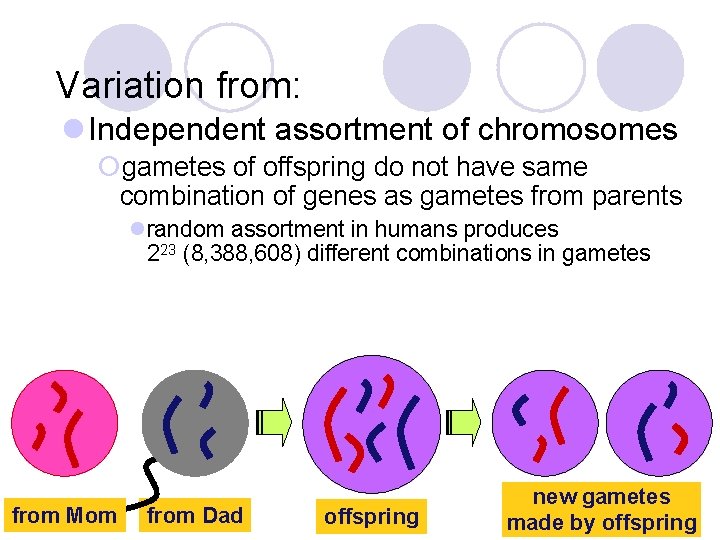 Variation from: l Independent assortment of chromosomes ¡gametes of offspring do not have same