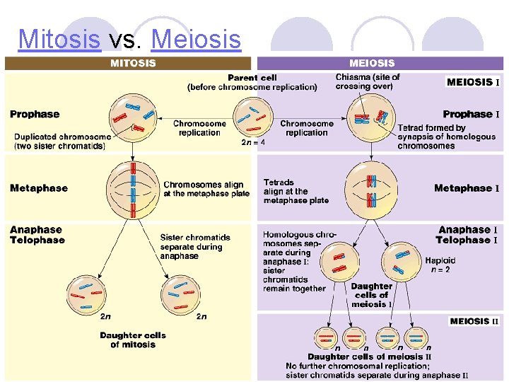 Mitosis vs. Meiosis 