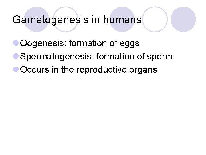 Gametogenesis in humans l Oogenesis: formation of eggs l Spermatogenesis: formation of sperm l