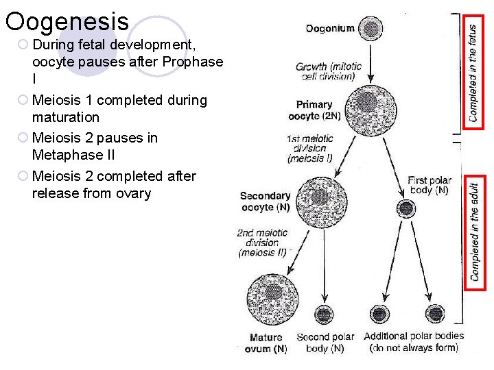 Oogenesis ¡ During fetal development, oocyte pauses after Prophase I ¡ Meiosis 1 completed