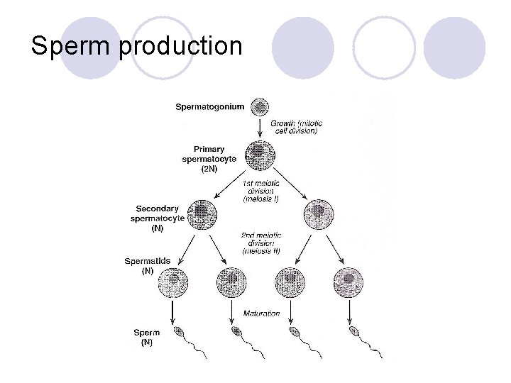 Sperm production 