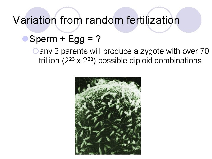 Variation from random fertilization l Sperm + Egg = ? ¡any 2 parents will