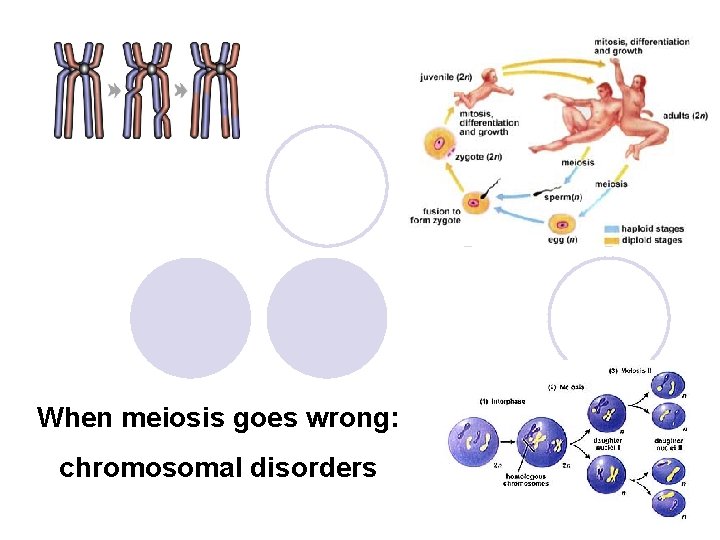 When meiosis goes wrong: chromosomal disorders 