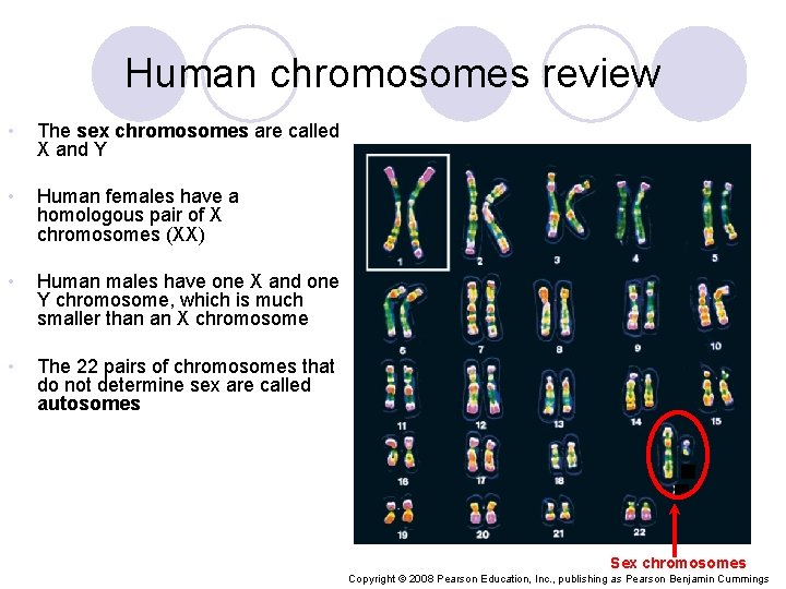 Human chromosomes review • The sex chromosomes are called X and Y • Human