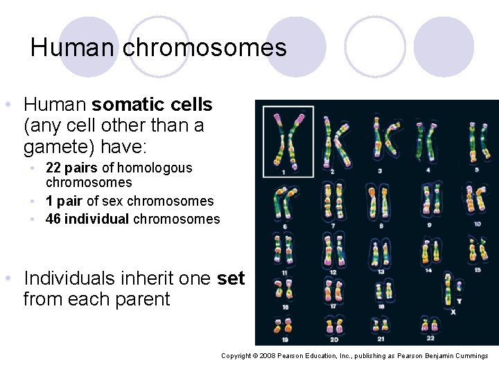 Human chromosomes • Human somatic cells (any cell other than a gamete) have: •