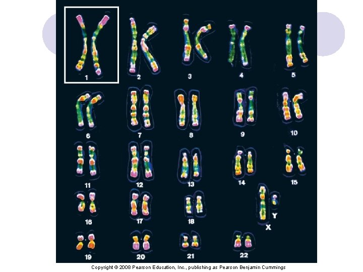 Copyright © 2008 Pearson Education, Inc. , publishing as Pearson Benjamin Cummings 