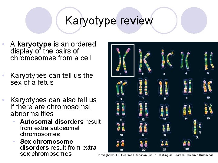 Karyotype review • A karyotype is an ordered display of the pairs of chromosomes