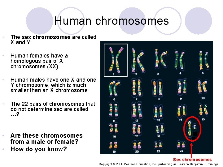 Human chromosomes • The sex chromosomes are called X and Y • Human females