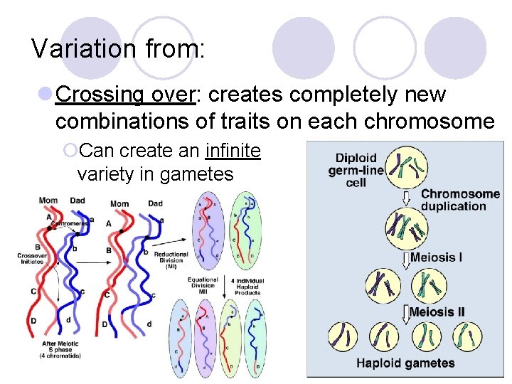 Variation from: l Crossing over: creates completely new combinations of traits on each chromosome