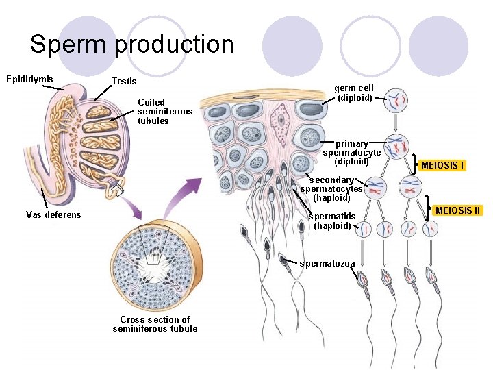 Sperm production Epididymis Testis Coiled seminiferous tubules germ cell (diploid) primary spermatocyte (diploid) MEIOSIS