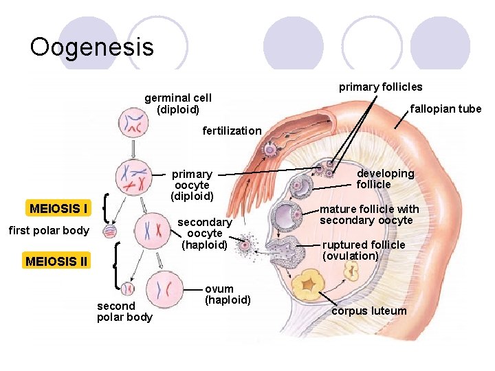 Oogenesis germinal cell (diploid) primary follicles fallopian tube fertilization primary oocyte (diploid) MEIOSIS I