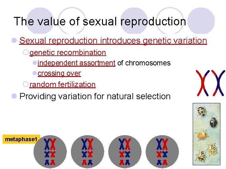 The value of sexual reproduction l Sexual reproduction introduces genetic variation ¡genetic recombination lindependent