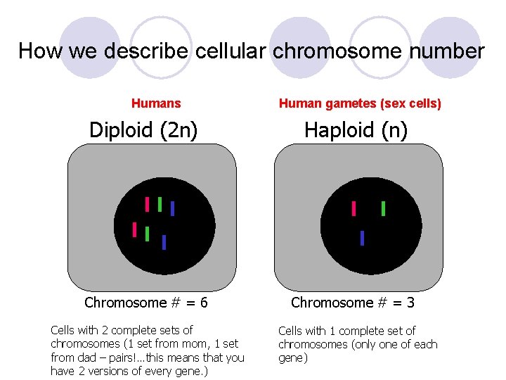 How we describe cellular chromosome number Humans Diploid (2 n) lll ll l Chromosome