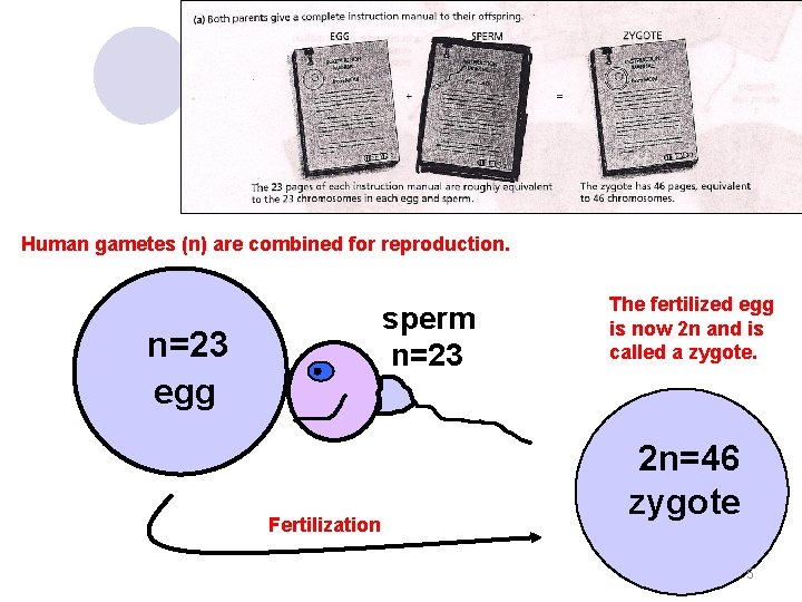 Human gametes (n) are combined for reproduction. sperm n=23 egg Fertilization The fertilized egg