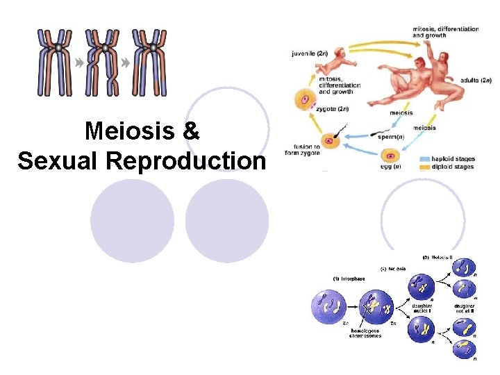 Meiosis & Sexual Reproduction 