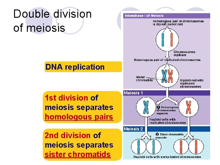 Double division of meiosis DNA replication 1 st division of meiosis separates homologous pairs