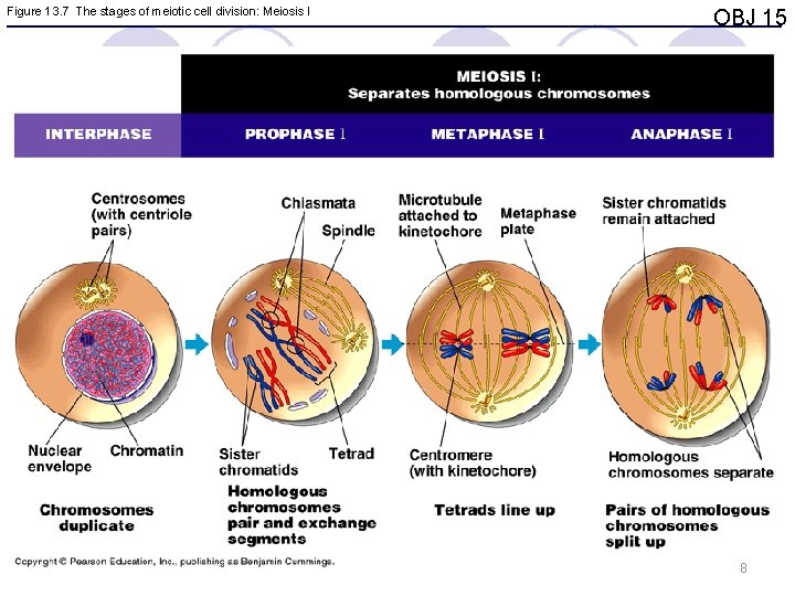 Figure 13. 7 The stages of meiotic cell division: Meiosis I OBJ 15 8
